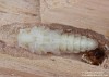 tesařík páskovaný (Brouci), Leptura aurulenta Fabricius, 1793, Lepturini, Cerambycidae (Coleoptera)
